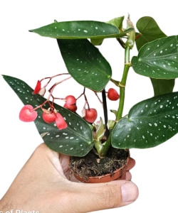 Begonia maculata Tamaya 