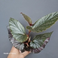 Begonia
