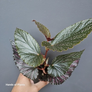 Begonia Albopicta Rosea (1)