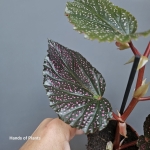 Begonia