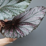 Begonia