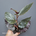 Begonia