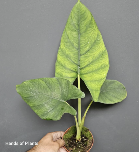 Alocasia Scabriuscula