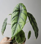 Alocasia Puncak Borneensis