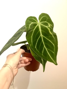 Anthurium magnificum L