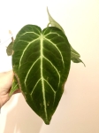 Anthurium magnificum -L 2 gatunek