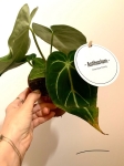 Anthurium magnificum -L 2 gatunek