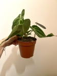 Anthurium magnificum -L 2 gatunek