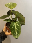 Anthurium magnificum -L 2 gatunek