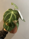Anthurium magnificum -L 2 gatunek