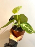 Anthurium magnificum -L 2 gatunek