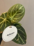 Anthurium magnificum -L 2 gatunek