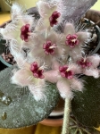 Hoya Caudata - kwiatostany