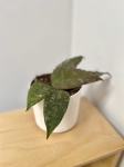 Hoya Caudata