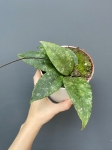 Hoya Caudata