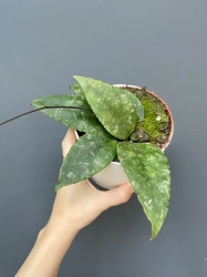 Hoya caudata