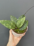 Hoya Caudata
