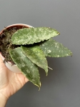 Hoya Caudata