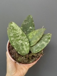 Hoya Caudata