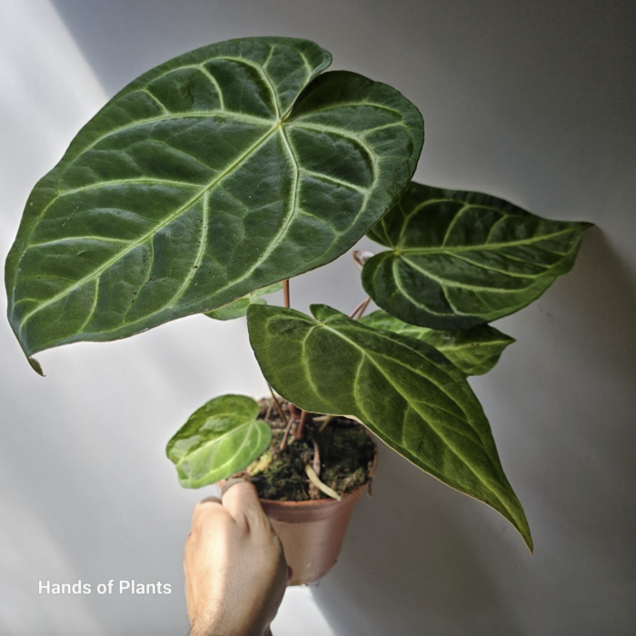 Anthurium magnificum x regale