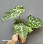 Anthurium magnificum x regale