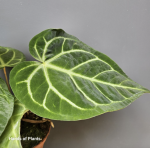 Anthurium magnificum x regale