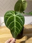 Anthurium magnificum x regale