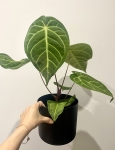 Anthurium magnificum x regale