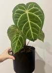 Anthurium magnificum x regale