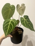 Anthurium magnificum x regale