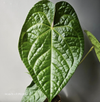 Anthurium Magnificum x Luxurians