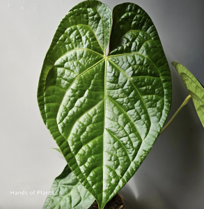 Anthurium Magnificum x Luxurians XL