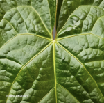 Anthurium Magnificum x Luxurians
