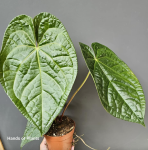 Anthurium Magnificum x Luxurians
