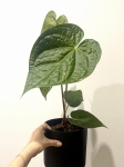 Anthurium Magnificum x Luxurians