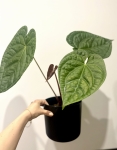 Anthurium Magnificum x Luxurians