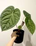 Anthurium Magnificum x Luxurians