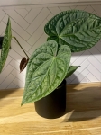 Anthurium Magnificum x Luxurians