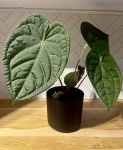 Anthurium Magnificum x Luxurians