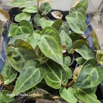 Anthurium crystallinum
