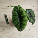 Alocasia Puncak Borneensis