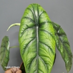 Alocasia Puncak Borneensis