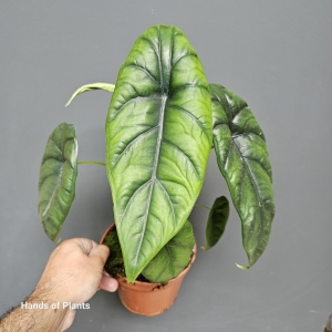 Alocasia Puncak Borneensis M/L