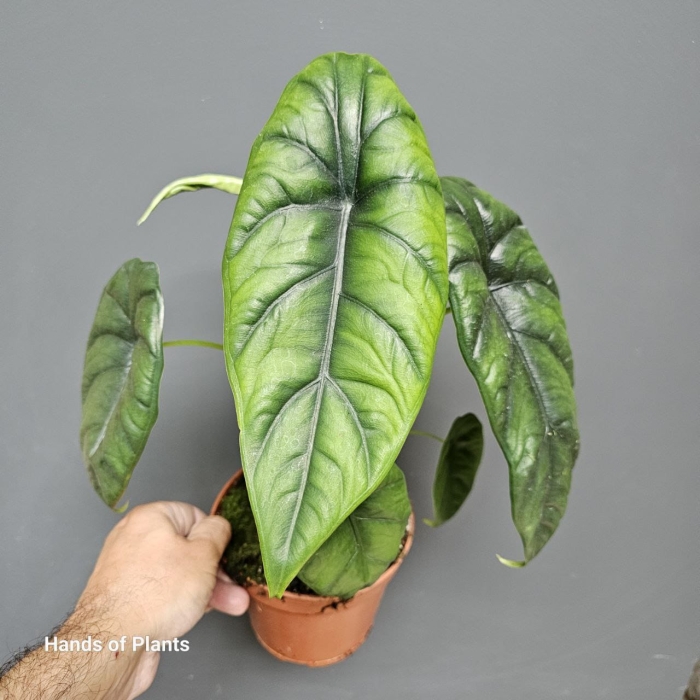 Alocasia Puncak Borneensis