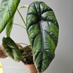 Alocasia Puncak Borneensis