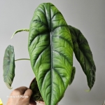 Alocasia Puncak Borneensis