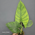 Alocasia Scabriuscula