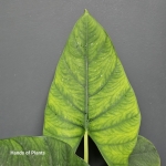 Alocasia Scabriuscula