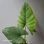 Alocasia Scabriuscula