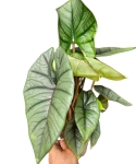 Alocasia Platinum - XL